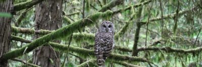 Barred owl in forest